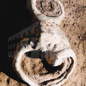 Raíz de un plátano con agujeros y forma de caracola