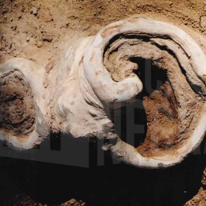 Raíz de un plátano con agujeros y forma de caracola