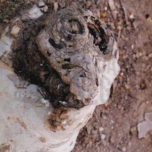 Agujero y protuberancias en la raíz de un plátano