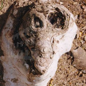 Raíz de un plátano con forma de cabeza de animal