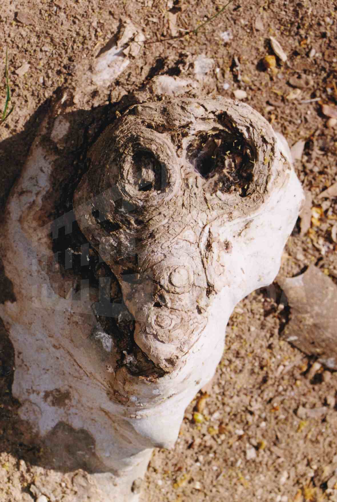 Raíz de un plátano con forma de cabeza de animal