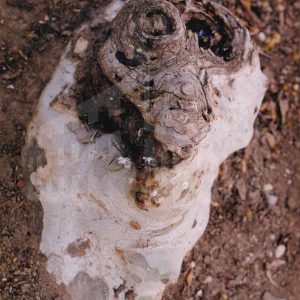 Raíz de un plátano con forma de cabeza de animal