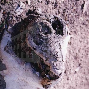 Raíz de un plátano con forma de cabeza de animal