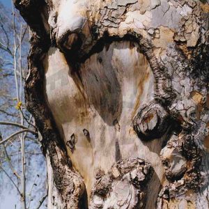 Zona sin corteza y con protuberancias en el tronco de un plátano