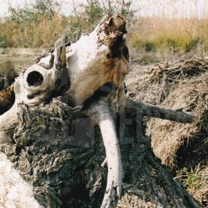 Trozos de ramas secas amontonadas en el campo