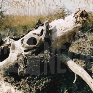 Trozos de ramas secas amontonadas en el campo