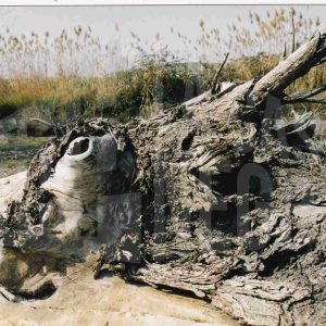 Trozos de ramas secas amontonadas en el campo