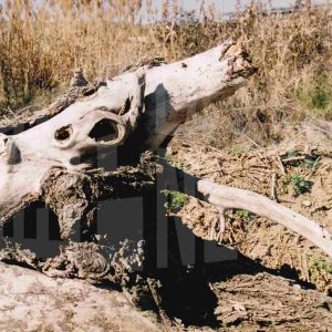 Trozos de ramas secas amontonadas en el campo