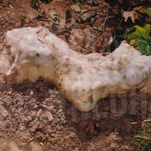 Raíz de un plátano