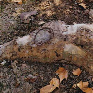 Raíces de un plátano