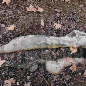 Raíz de un plátano con forma de cabeza de animal