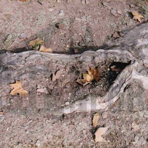 Raíces de un plátano