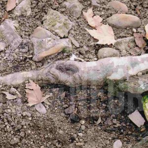 Raíces de un plátano