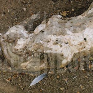 Raíz de un plátano