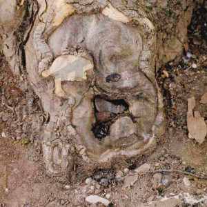 Zona inferior de un plátano sin corteza y con un agujero