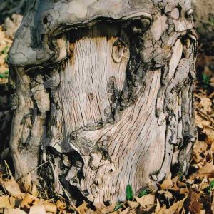 Zona inferior del tronco de un plátano sin corteza