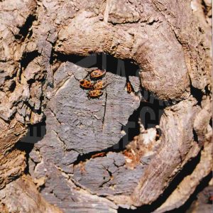 Varios insectos zapateros en el agujero de la raíz de un árbol