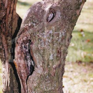 Tronco de un árbol con una grieta vertical