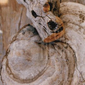 Tronco seco apoyado en otro árbol