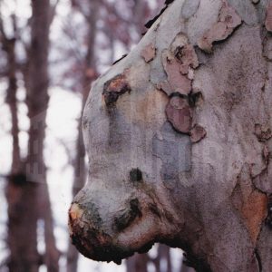 Protuberancia en el tronco de un plátano