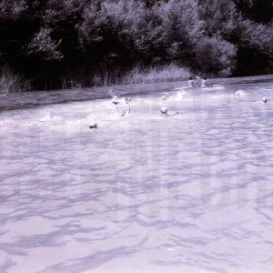 Participantes en la 1ª Travesía del Tajo en la línea de salida en Aranjuez