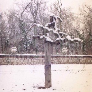 Un árbol en el Jardín del Príncipe de Aranjuez nevado