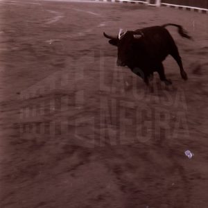 Toro en el ruedo de la Plaza de Toros de Aranjuez