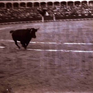 Toro en el ruedo de la Plaza de Toros de Aranjuez