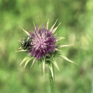 Un insecto en una flor de cardo