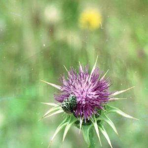 Un insecto en una flor de cardo