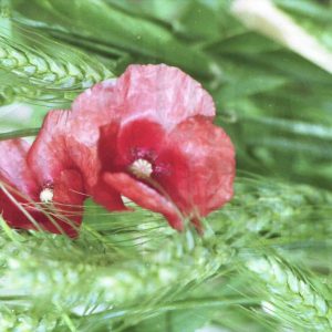 Dos amapolas entre espigas de trigo