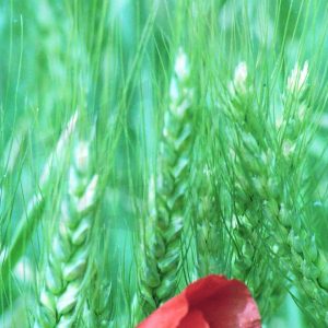 Una amapola entre espigas de trigo