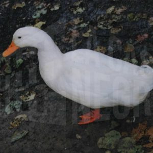 Oca en el Jardín del Príncipe de Aranjuez