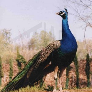 Pavo real en el Jardín del Príncipe de Aranjuez