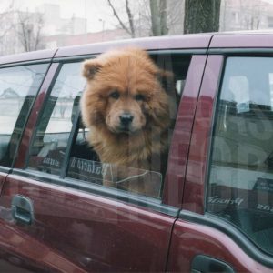 Perro mirando por la ventanilla de un coche en la Calle Infantas en Aranjuez