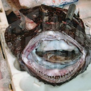 Un pescado asomando por la boca de un rape en una pescadería