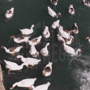 Patos y ocas nadando en el Río Tajo en Aranjuez