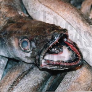 Varias merluzas en una pescadería