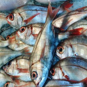 Varios pescados en una pescadería