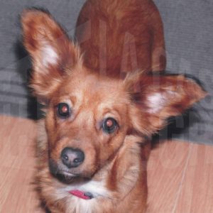 Perro mirando a cámara