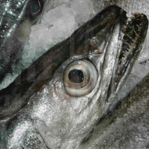 Cabeza de merluza en una pescadería