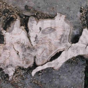 Tronco de árbol cortado