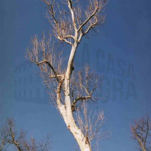 Árbol en invierno