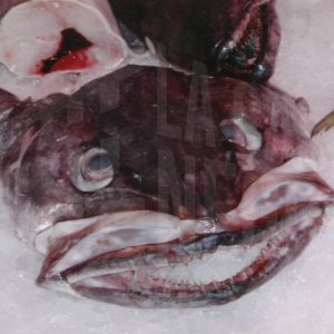 Cabeza de merluza en una pescadería