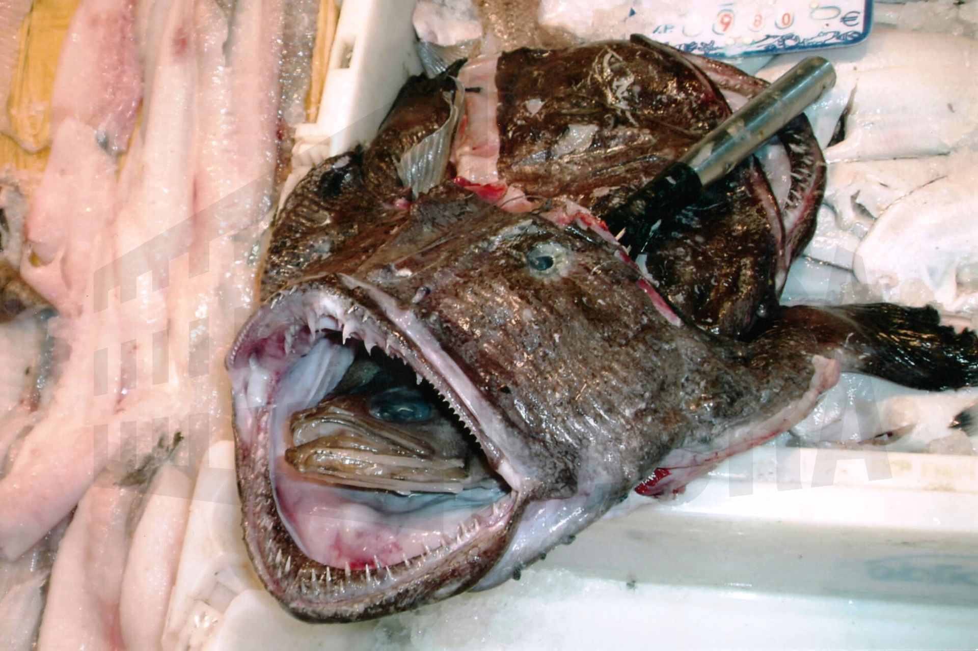 Un pescado asomando por la boca de un rape en una pescadería