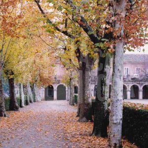 Paseo arbolado de plátanos en la Avenida de Palacio junto a la Plaza de Parejas en Aranjuez
