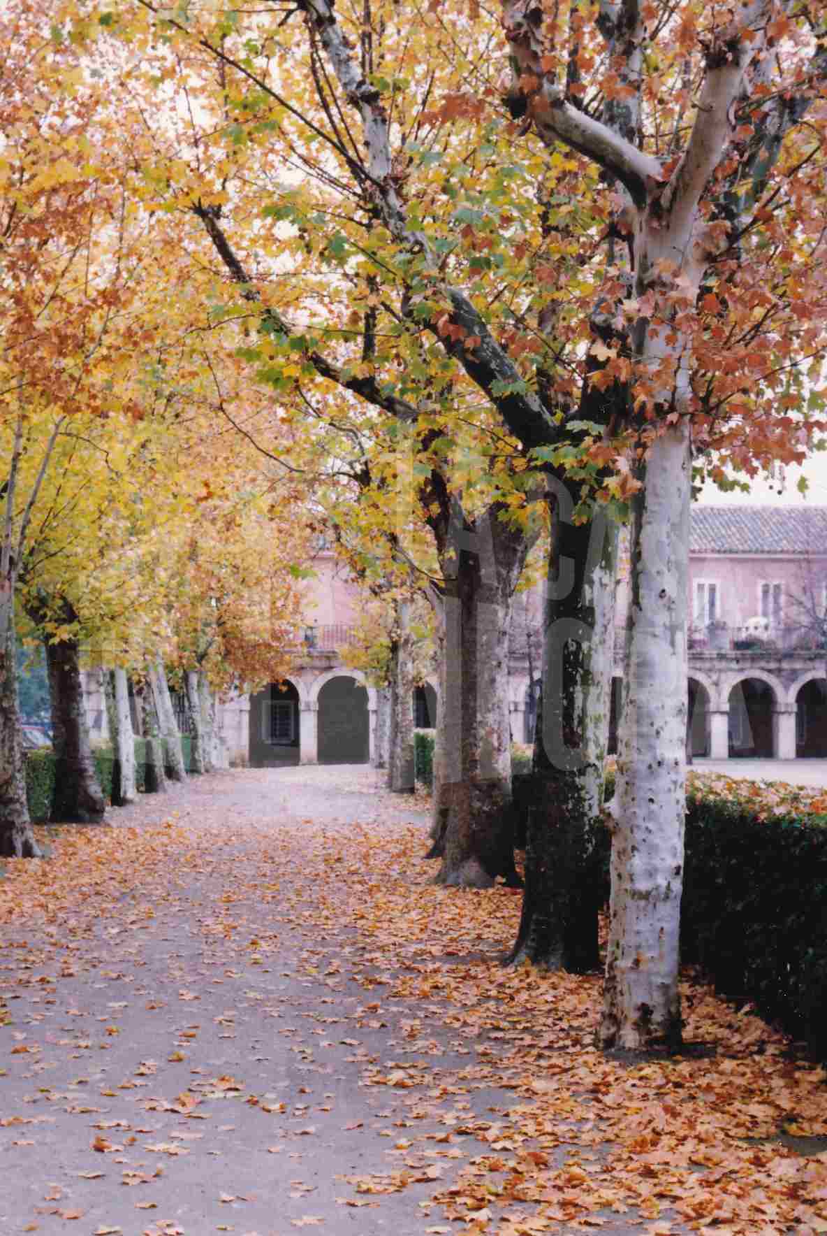 Paseo arbolado de plátanos en la Avenida de Palacio junto a la Plaza de Parejas en Aranjuez