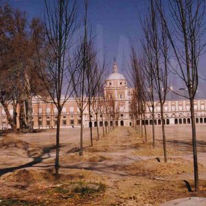 Obras en la Plaza de Parejas de Aranjuez y plantación de árboles con el Palacio Real al fondo
