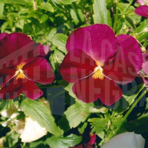 Plantas verdes con dos pensamientos rojos