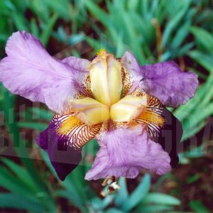 Una orquídea en un jardín